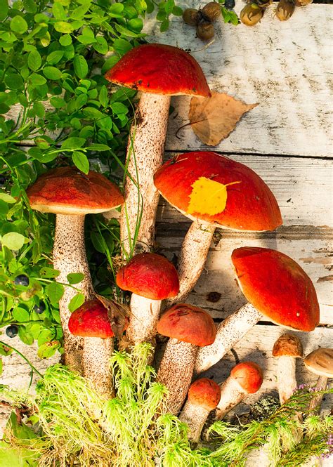 The Top 15 Ideas About Red Top Mushroom Easy Recipes To Make At Home