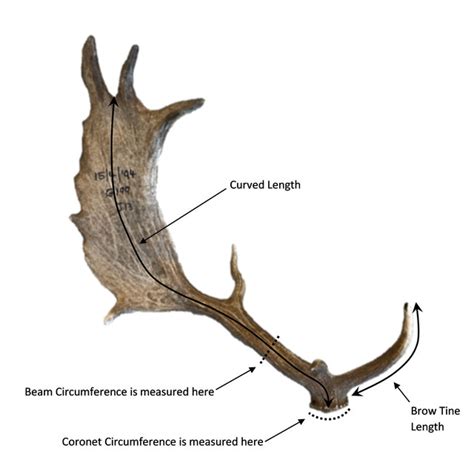 A Fallow Deer Antler Showing The Four Measurements Taken Mm For The