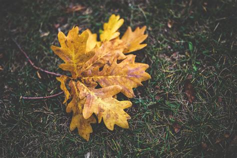 Autumn Leaves Of An Oak · Free Stock Photo