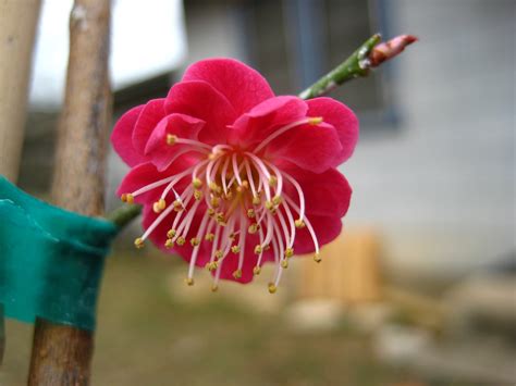 Prunus mume is the only plant in the genus prunus of the rosaceae family with a characteristic floral scent, and the main component of this scent is benzyl acetate. Yet Another Prunus mume: Prunus mume 'Kobai' | D-Ho Bonsai