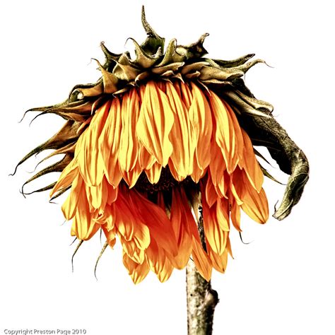Flower arrangements bloom dark flowers ultra violet flowers color of the year pretty flowers floral flowers photography. Scenes of St. Louis: Dying Sunflower #5, Nik HDR Efex