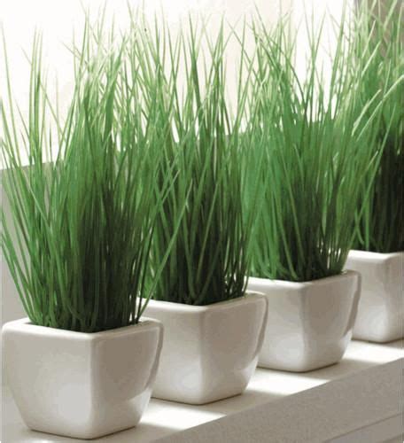 Not all my early attempts were hmm, i could try that. How to grow ornamental grass in containers | Plants, Planter pots indoor, Indoor plants