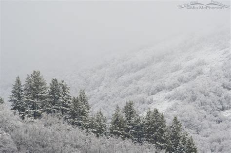 Spring Snow And Fog High In The Wasatch Mountains Mia Mcphersons On