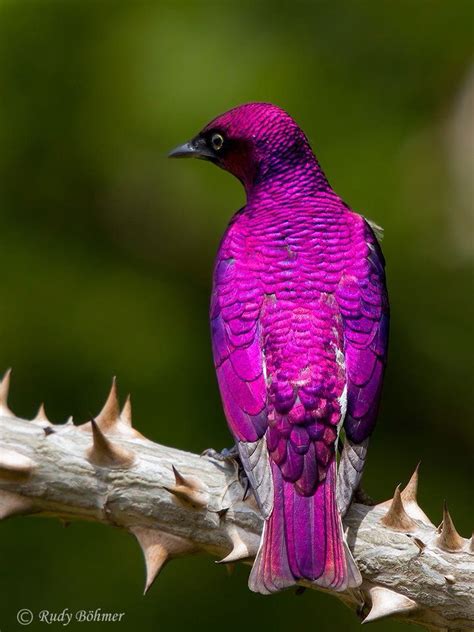 Violet Backed Starling Colorful Birds Bird Pictures