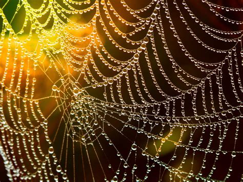 Free Images Dew Material Circle Invertebrate Spider Web Cobweb