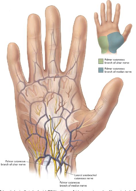 Anatomy Of The Palmar Branch Of The Ulnar Nerve Application To Ulnar