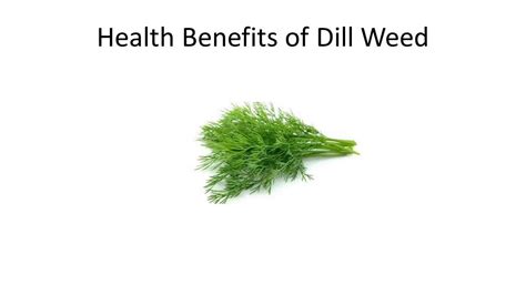 top 10 health benefits and advantages of eating dill weed youtube