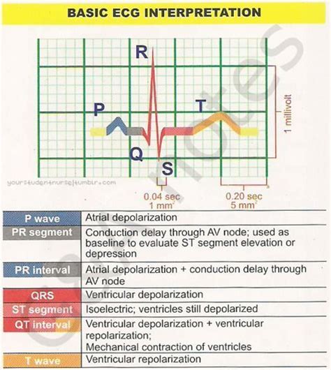 Basic Ecg Interpretation Guide Cardiac Nursing Pinterest