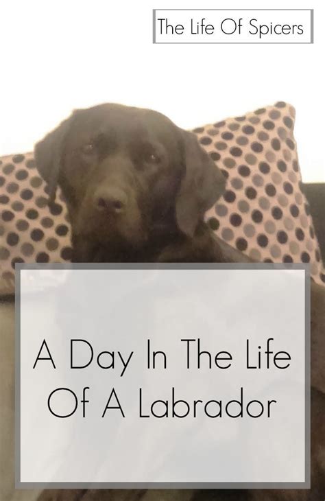 A Day In The Life Of A Labrador Life Labrador Day