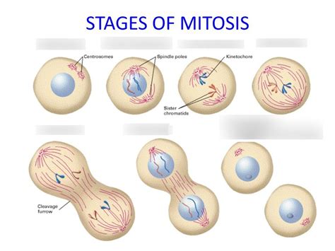 Stages Of Mitosis Diagram Quizlet