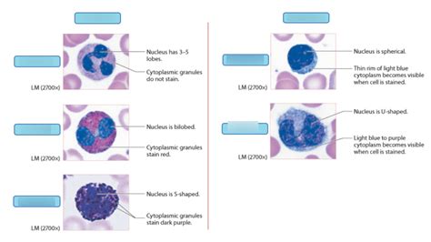 Art Labeling Activity Identify Various Types Of Leukocytes From