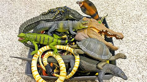 Reptiles Animals Collection Crocodile Alligator Iguana Python