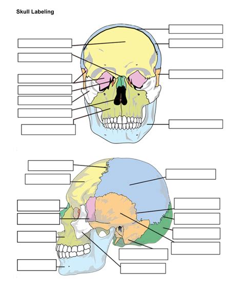 Skull Anatomy Worksheet