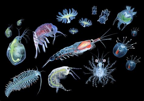 Illustraciencia Plankton Small Organisms Of Big