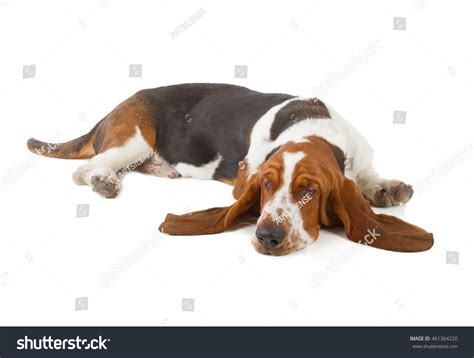 Basset Hound Dog Sleeping Isolated On Stock Photo 461364220 Shutterstock