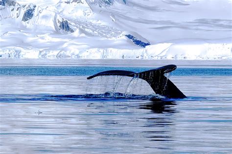 Humpback Whale Tail In Antarctica Hole In The Donut Cultural Travel