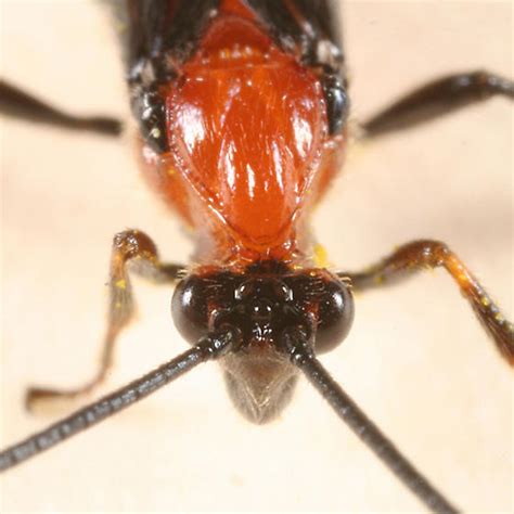 Orange And Black Wasp Bugguidenet