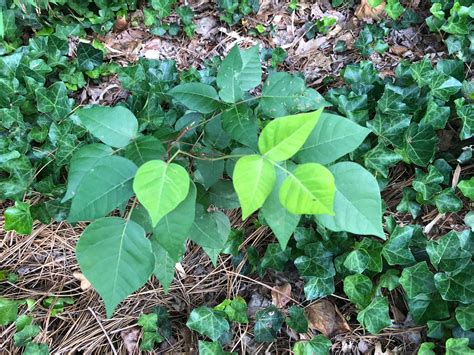 Everything You Need To Know About Poison Ivy