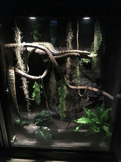 Nice Idea For The Frills Snake Terrarium Reptile Enclosure Reptile Cage