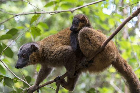 Climate Change Is Driving Monkeys And Lemurs From The Tree Canopy To