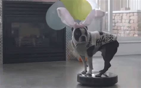Easter animated gif bunny behind basket with happy easter sign. Crazy Rabbit GIFs | Tenor