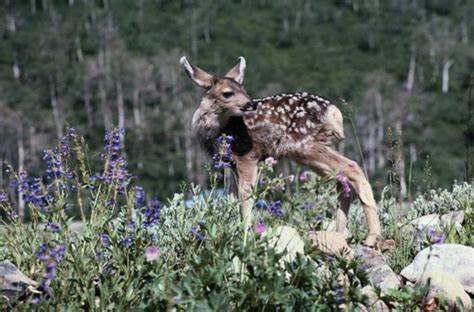 Deer are lovely and a natural part of the environment, and it's enjoyable to watch them in the wild. Types of Flowers That Deer Won't Eat | Hunker
