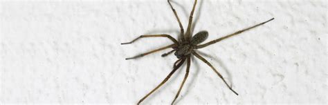 In tennessee, the deadliest spiders are black widow spiders, brown widow spiders, and brown recluse spiders. Pest Control for Spiders in Memphis, TN - Inman-Murphy