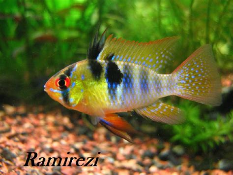 11 Types Of Freshwater Fish For Tropical Aquarium Most Popular Hayzed