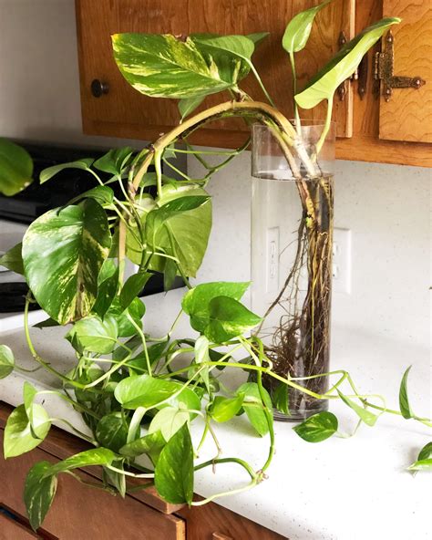 My Pothos Cuttings In Water For A Year Rlovemyhouseplants