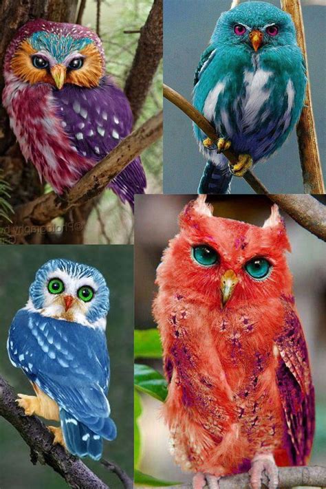 Colored Owls Hübsche Tiere Süße Tiere Bunte Vögel