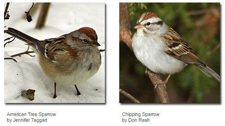 Learn How To ID These 5 Confusing Streaked Sparrows All About Birds