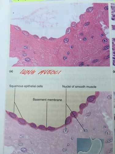 Epithelial Tissue Cells Flashcards Quizlet