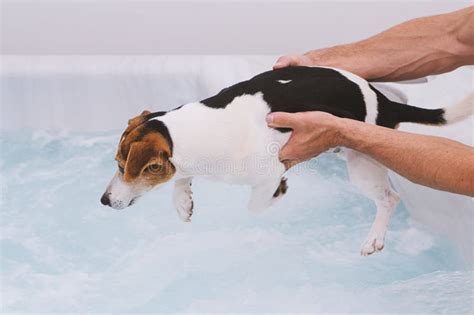 Adorable Dog Puppy Is Afraid To Bathe In Bubble Bath Stock Photo