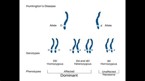 Huntingtons Disease Hd Part 2 Inheritance Pattern Youtube