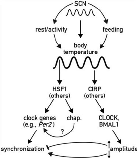 Modulation Of Circadian Gene Expression By Body Temperature Rhythms