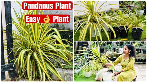 Pandanus Plant Easy Growing Low Maintenance Plant Care