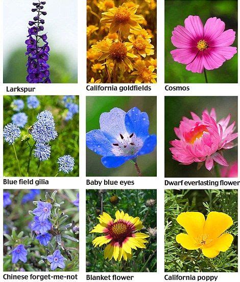 Different Types Of Wildflowers And Their Meanings Pic Head