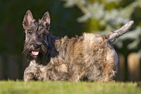 Scottish Terrier Scottie Dog Breed Information And Characteristics