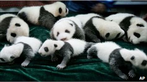 Why Do We Love Pandas Bbc News