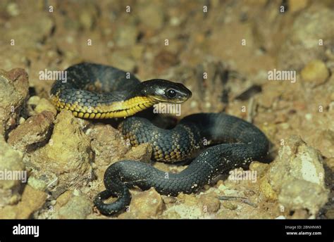 Western Tiger Snake Notechis Scutatus Subsp Occidentalis Juvenile