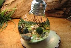 Jika anda melihat kardus yang tidak dipakai, maka anda bisa memanfaatkannya. Cara Membuat Aquarium Dari Bolam Lampu Bekas - Budidaya ...