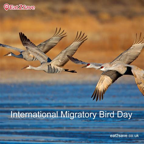 Happy International Migratory Bird Day Celebrate This Friday With