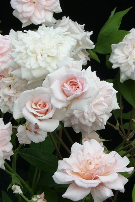 6 Fascinating Facts About Roses That You Probably Didnt Know Types