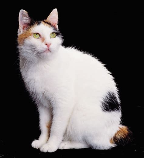 breed comparisons japanese bobtail world cat congress