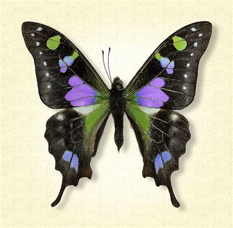 Purple Spotted Swallowtail Graphium Weiskei Butterfly Art