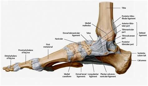 It connects the posterior part of the upper surface of the left lobe of the liver to the thoracic diaphragm. The ligament configuration of the foot: medial view (Picture... | Download Scientific Diagram