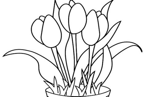 Gambar Mewarnai Bunga Tulip | Harian Nusantara