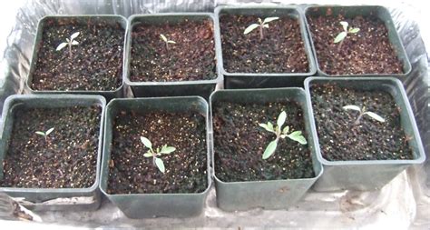 Every tomato seed is covered in a gelatinous sack which contains chemicals that inhibit this prevents the seeds from sprouting whilst inside the tomato fruit. My Southern California Vegetable Garden: Cherry Tomato ...
