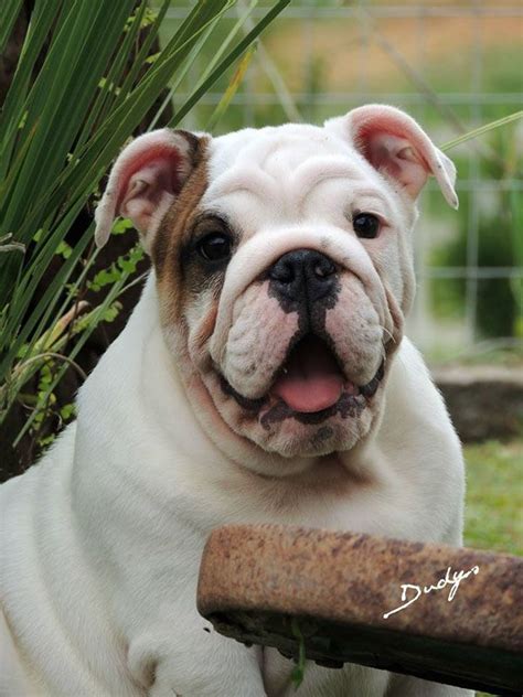 Your Daily Smooshy A Happy Smiling English Bulldog For Your Monday