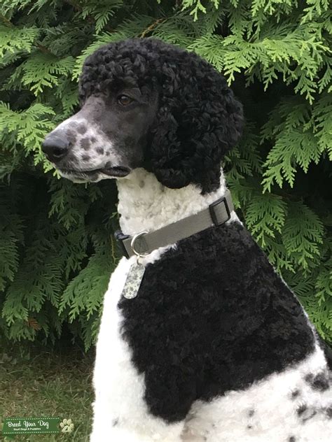 Standard chartered is a leading global bank offering wide range of services including credit cards, loans, accounts & deposits, nri banking, investment services Stud Dog - AKC Standard Poodle Stud - Breed Your Dog